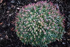 Euphorbia Ascot Liliput